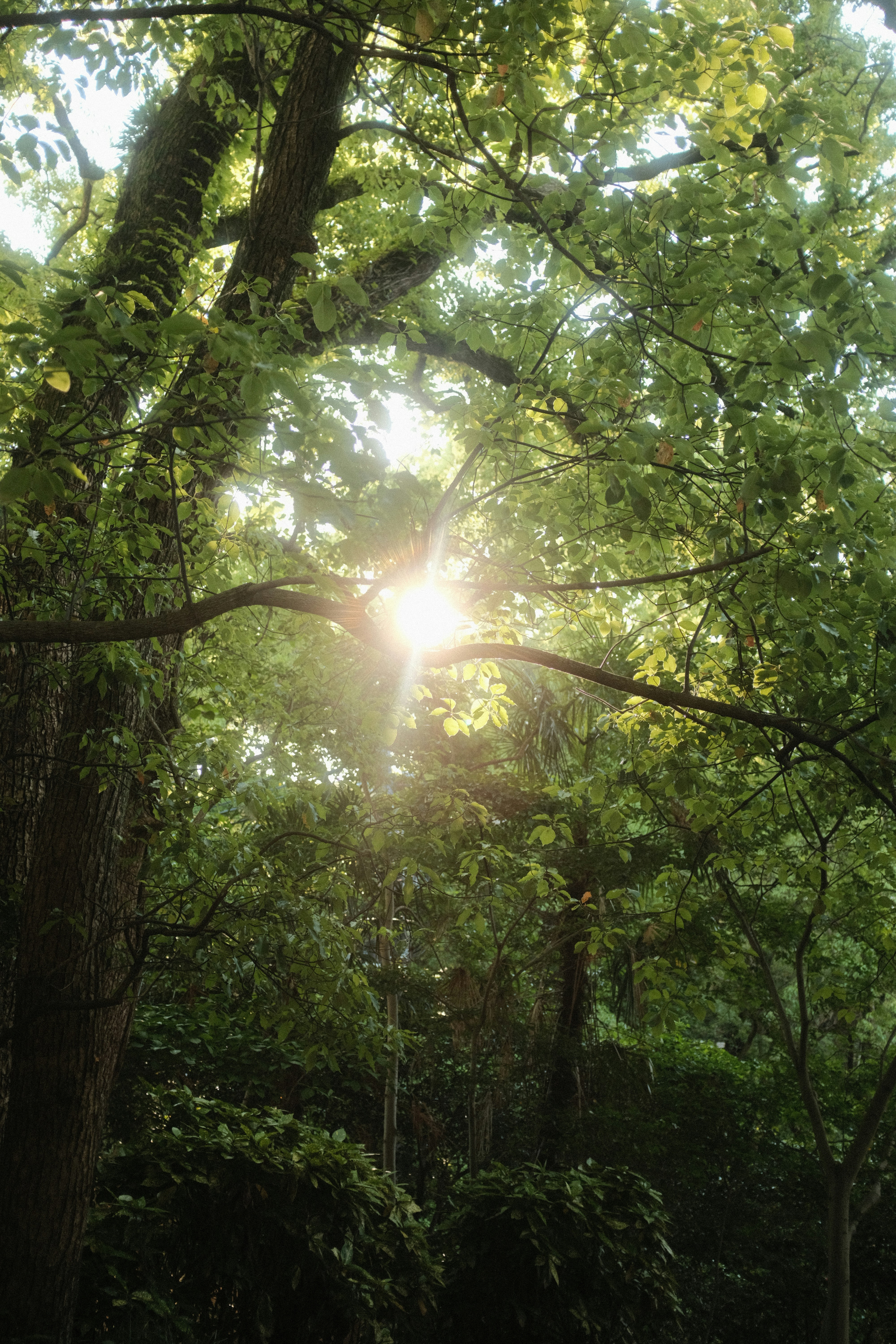 森林に差し込む陽光 - 山林活用・森林管理の様子